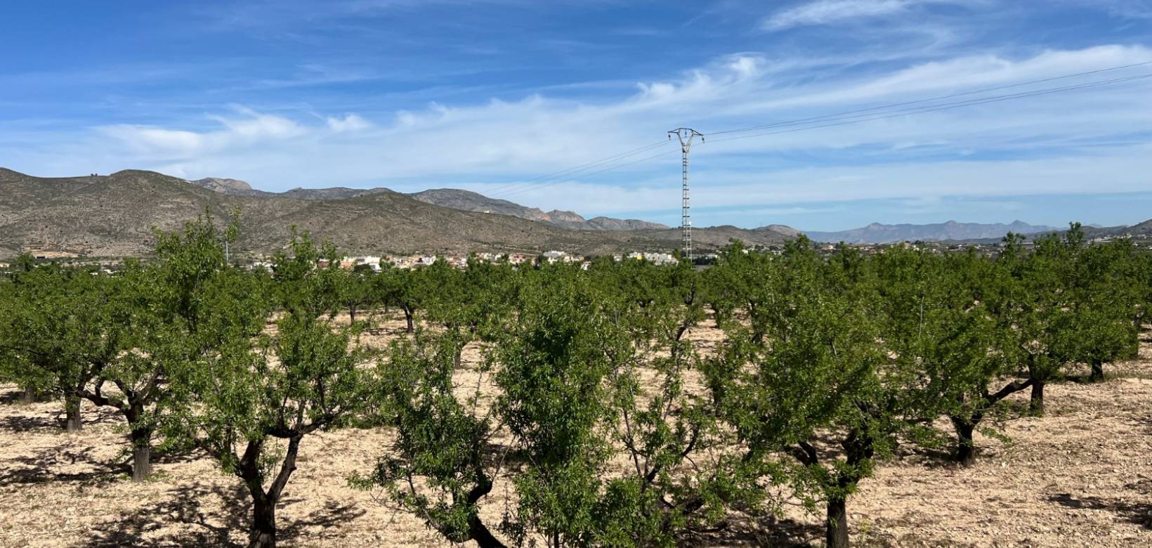 Revente -  - Hondón de los Frailes