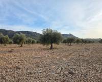 Revente - Land - Jumilla