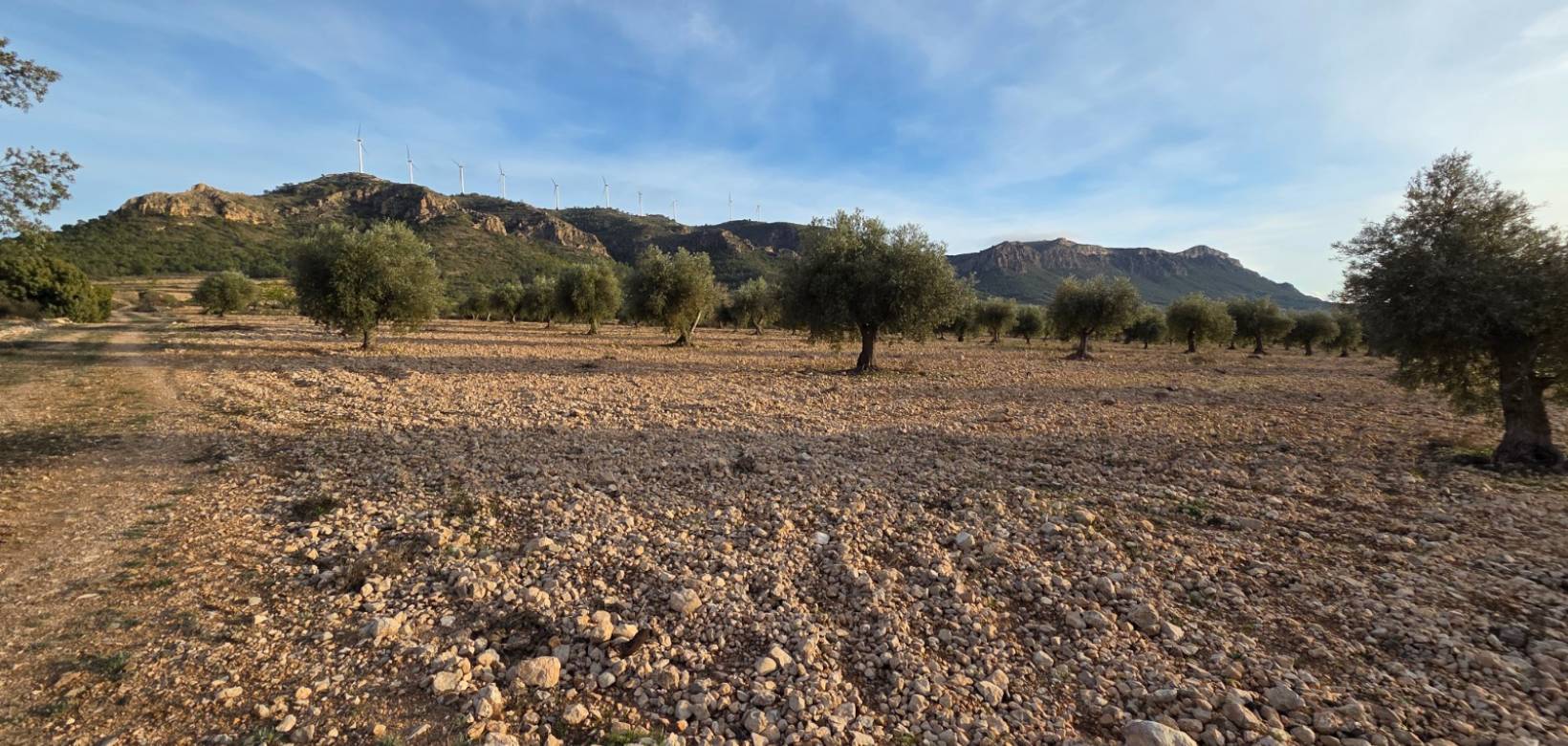 Revente - Land - Jumilla