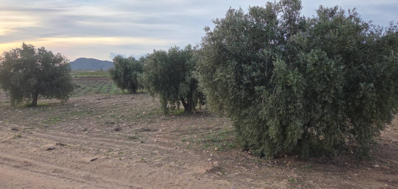 Revente - Land - Jumilla