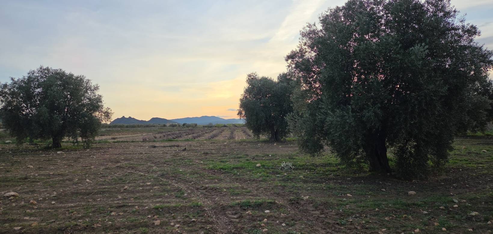 Revente - Land - Jumilla