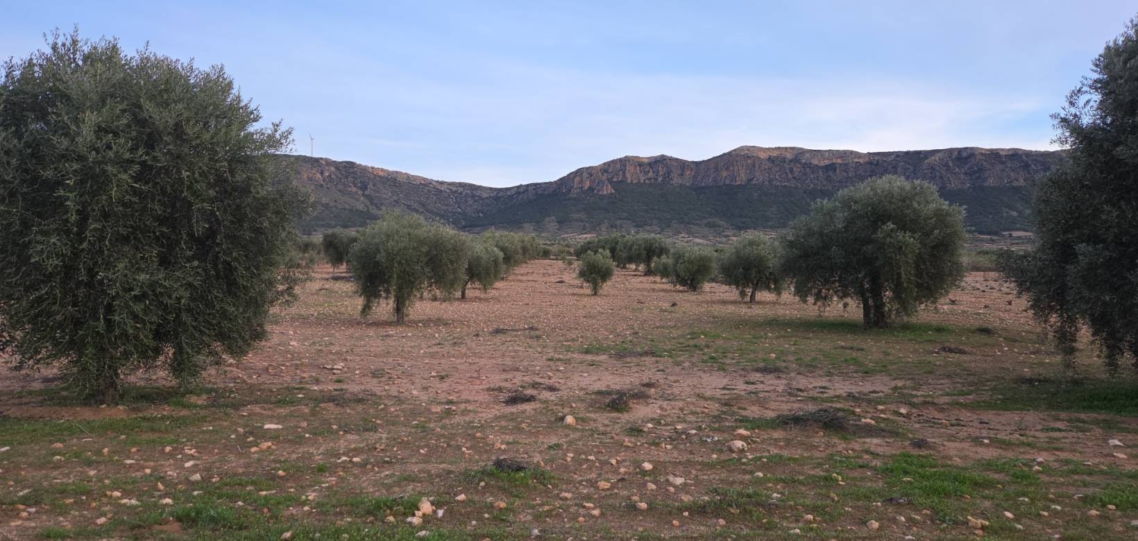 Revente - Land - Jumilla