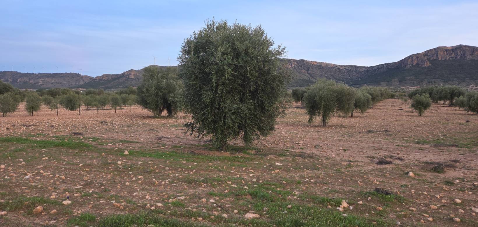 Revente - Land - Jumilla