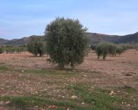 Revente - Land - Jumilla