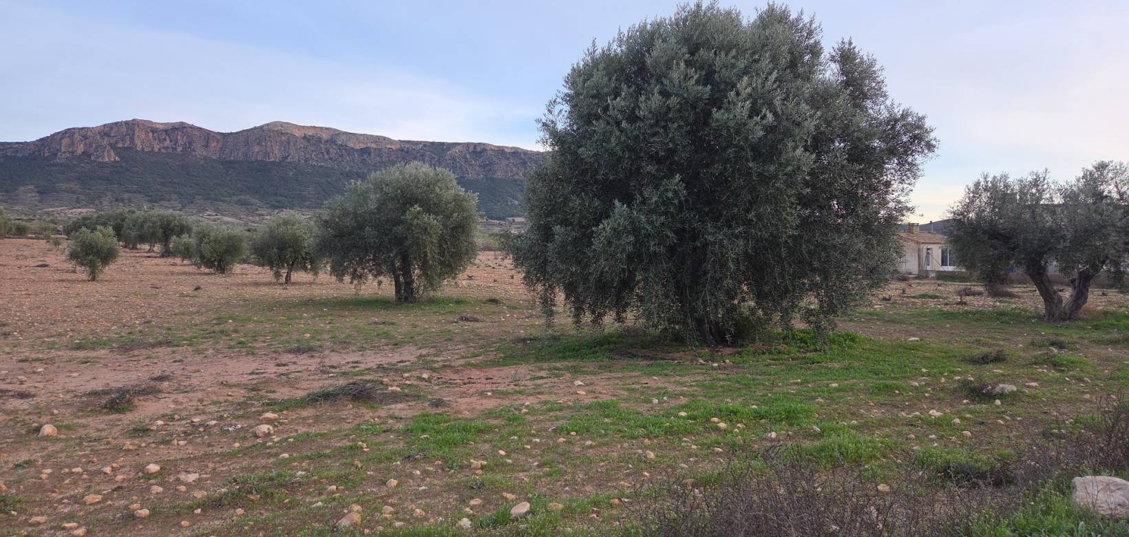 Revente - Land - Jumilla