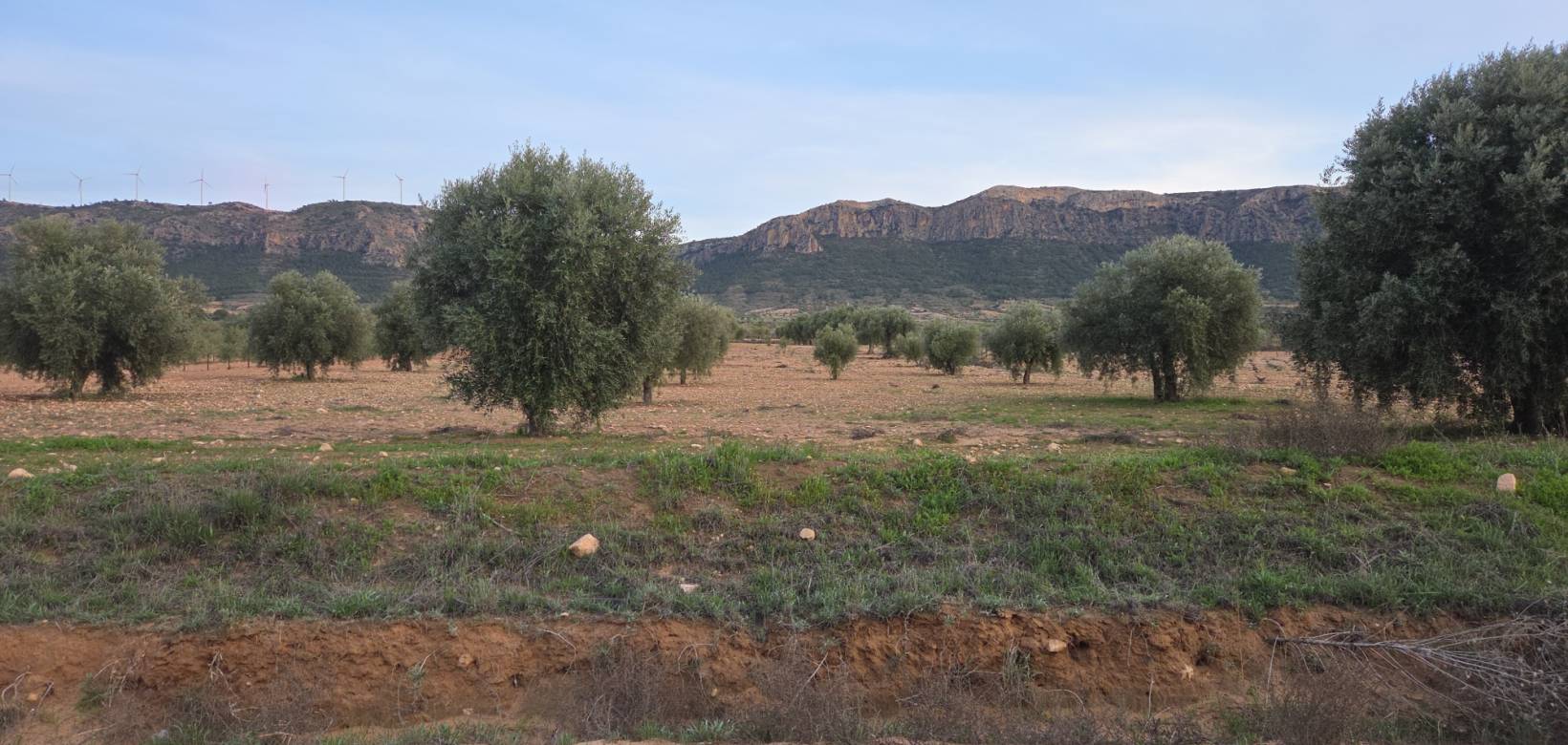 Revente - Land - Jumilla