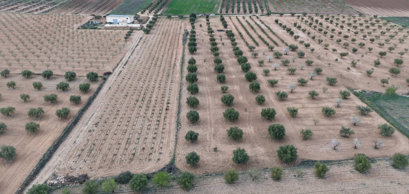 Revente - Land - Jumilla