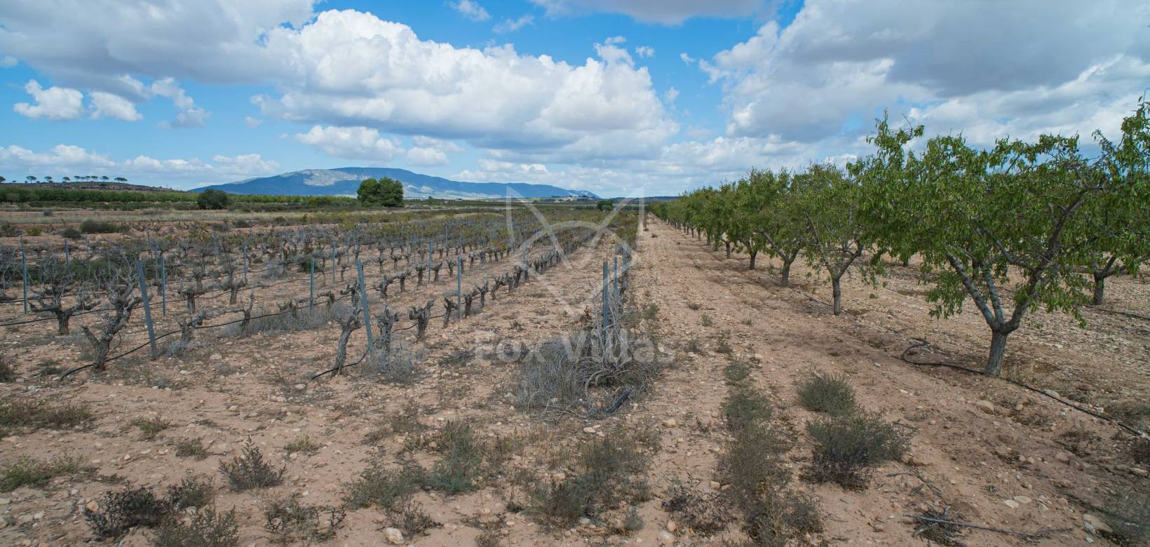 Revente - Land - Pinoso  - Pinoso