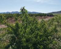 Revente - Land - Yecla - Yecla Murcia