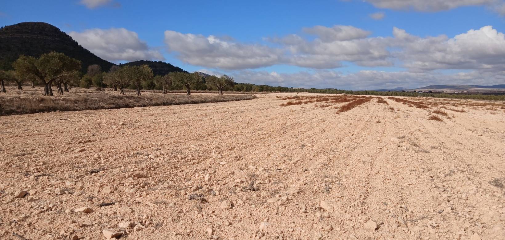 Revente - Land - Yecla