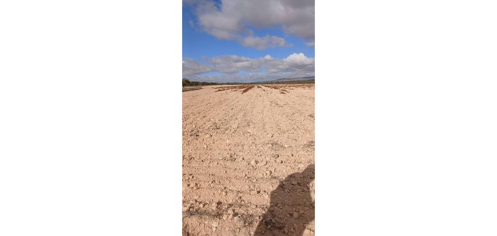 Revente - Land - Yecla