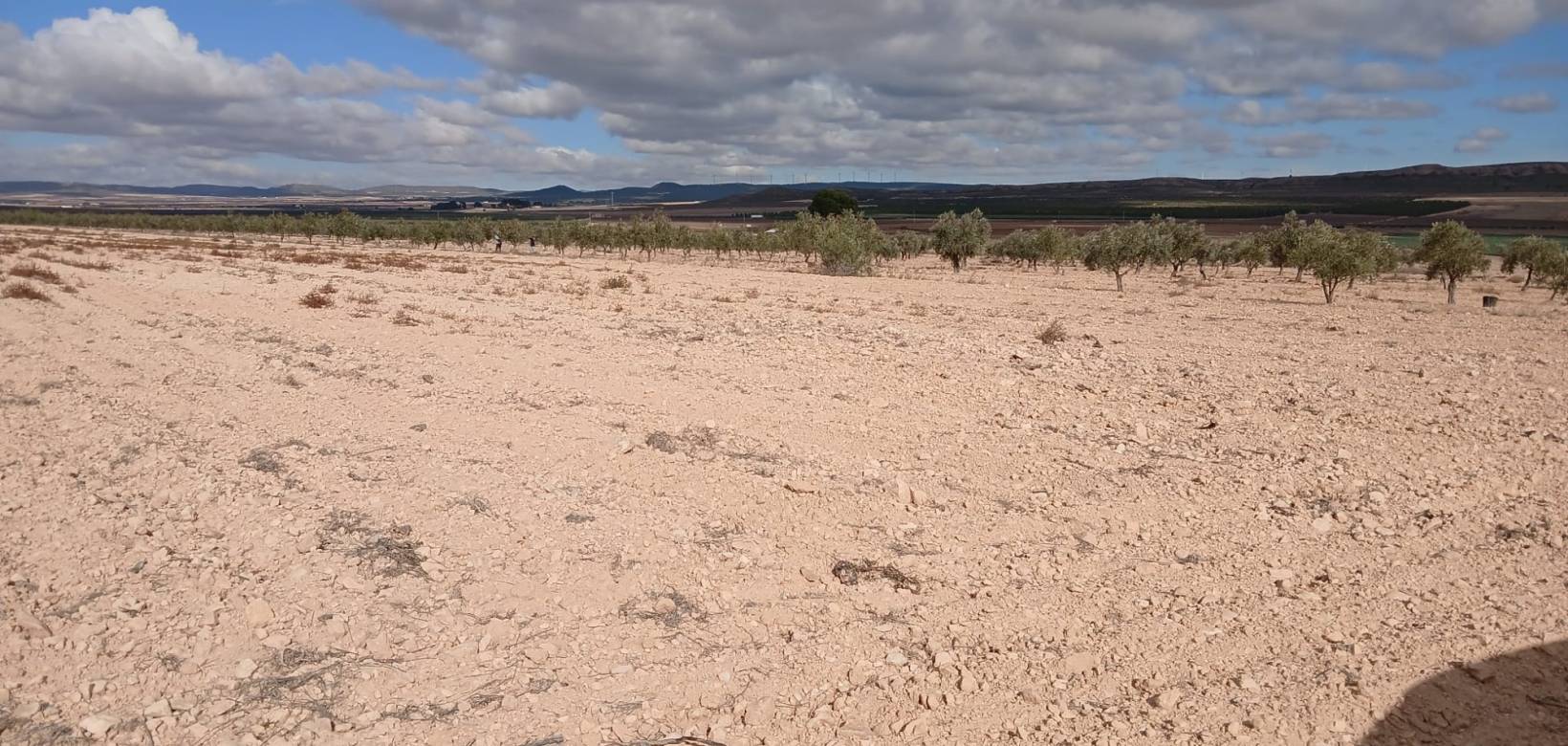 Revente - Land - Yecla