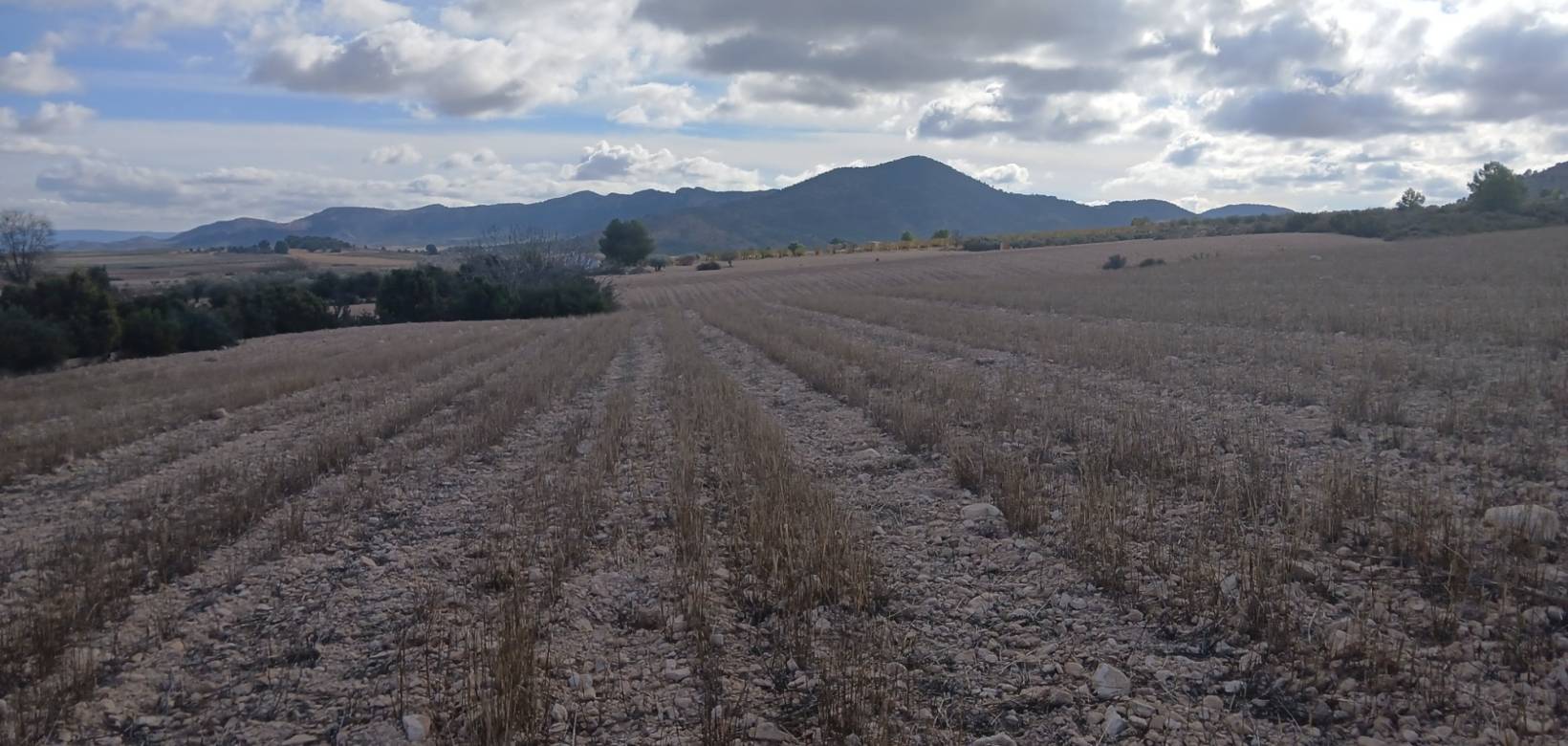 Revente - Land - Yecla