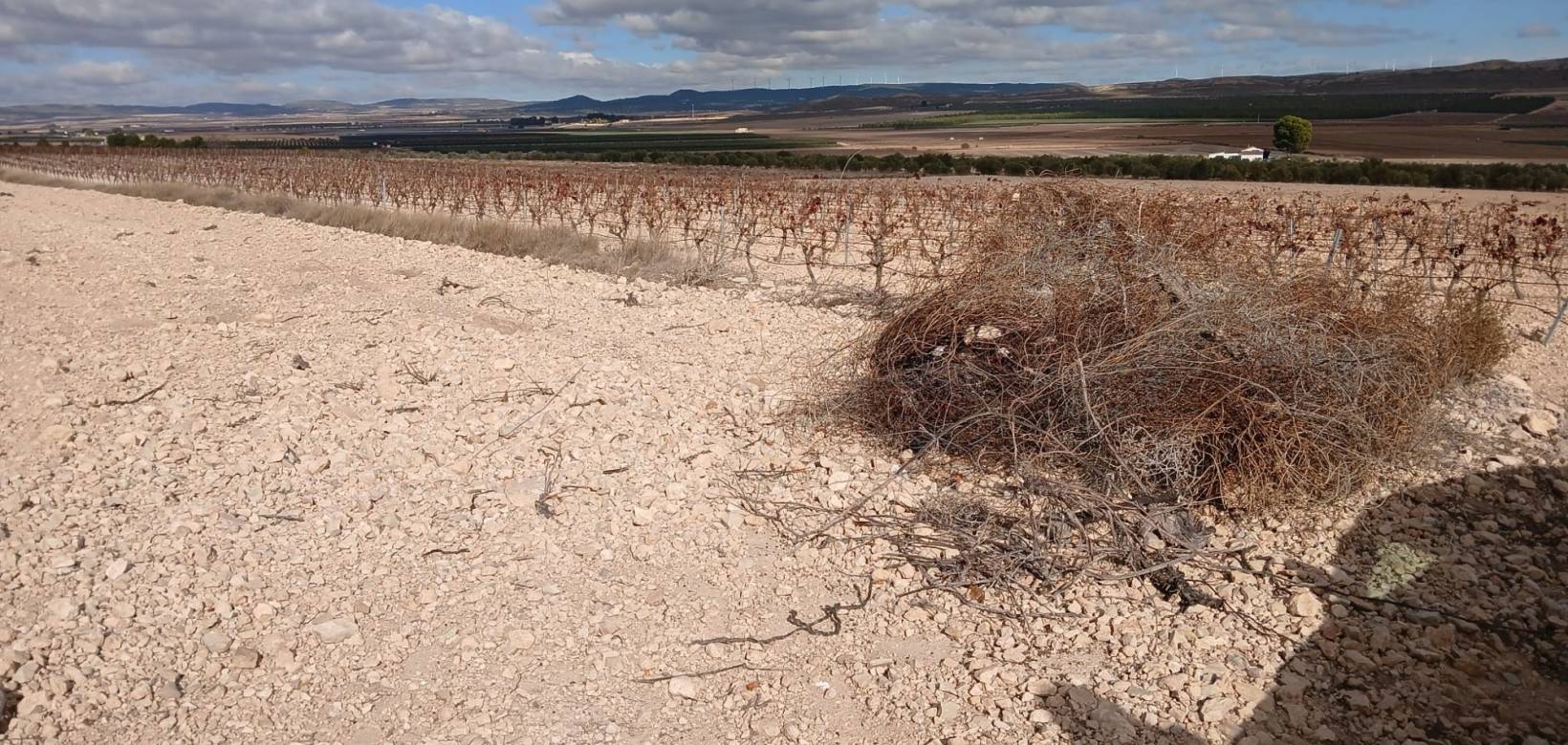 Revente - Land - Yecla