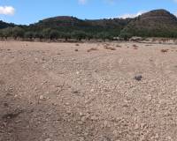 Revente - Land - Yecla