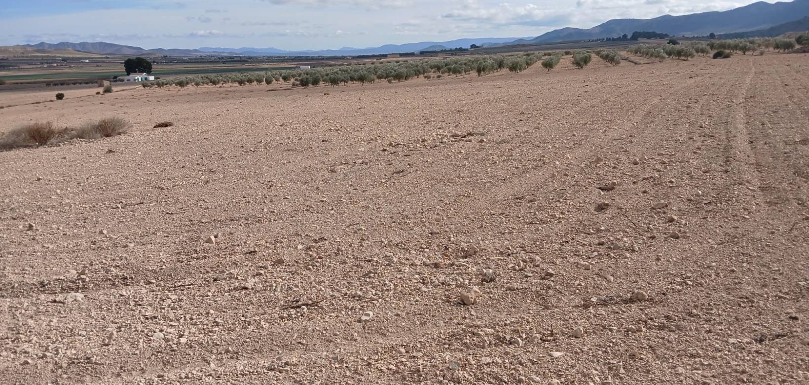 Revente - Land - Yecla