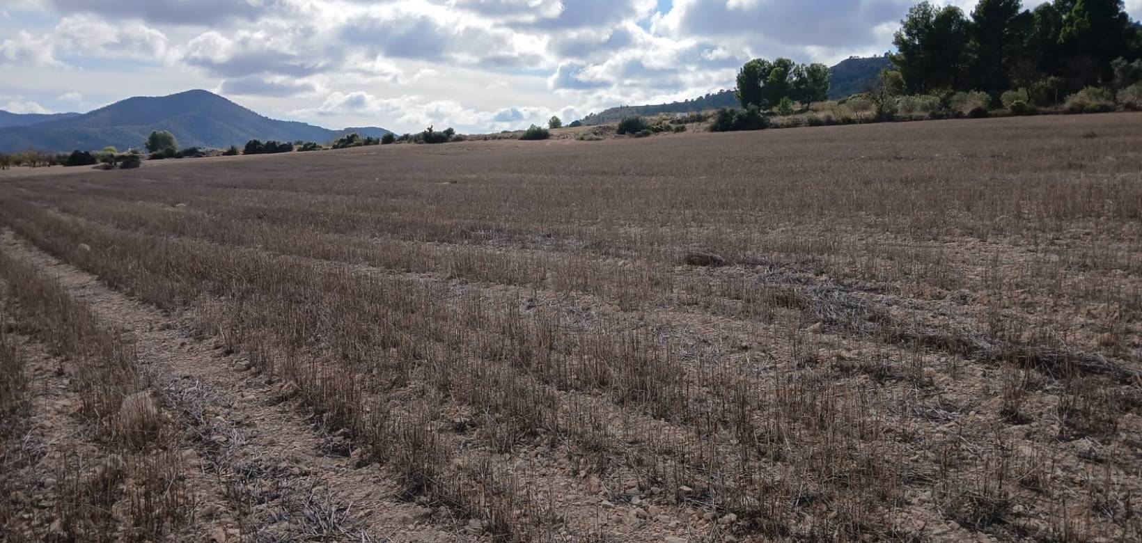 Revente - Land - Yecla