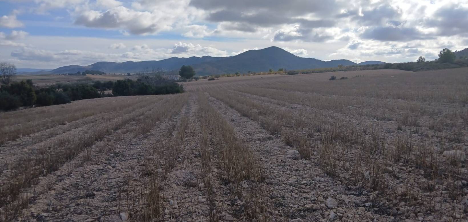 Revente - Land - Yecla