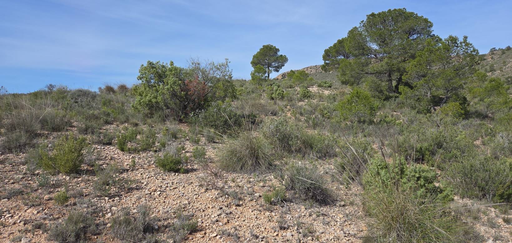 Revente - Land - Yecla