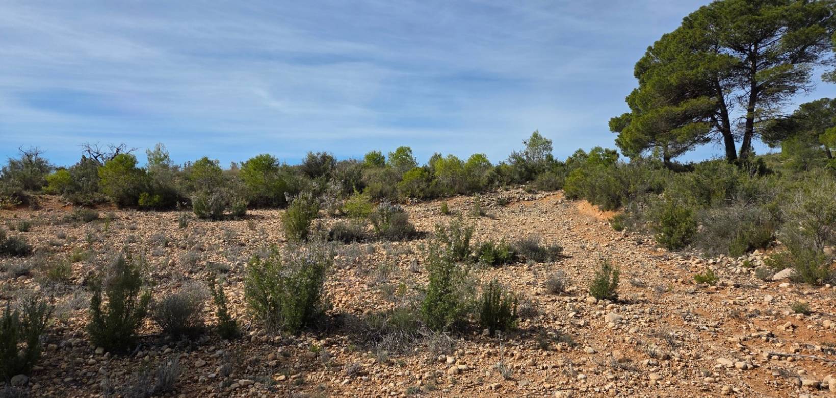 Revente - Land - Yecla