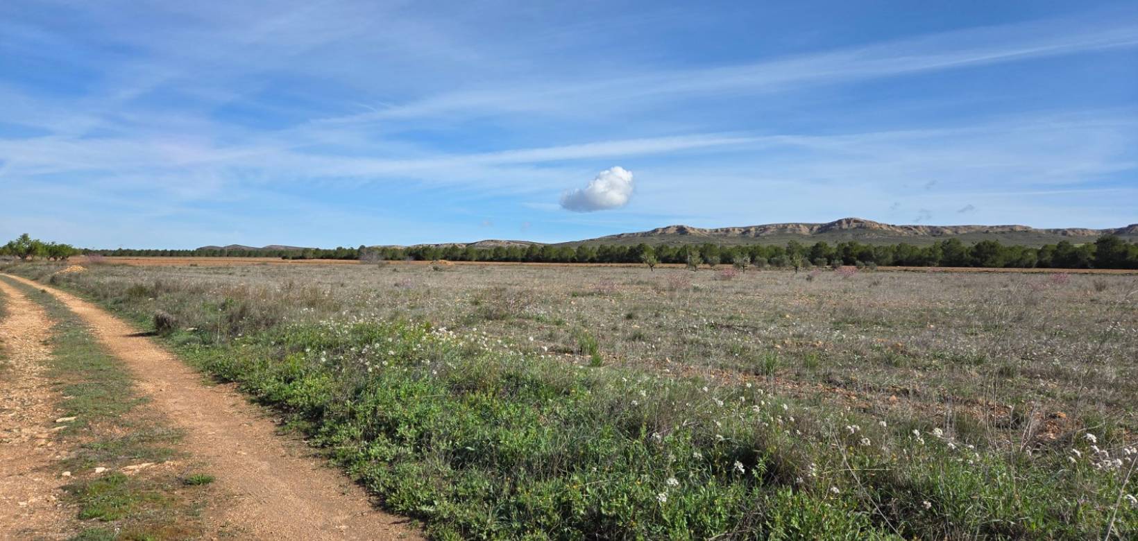 Revente - Land - Yecla