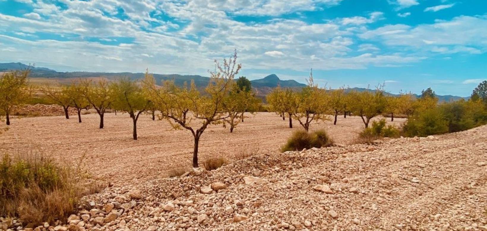 Revente - Parcelle - Macisvenda