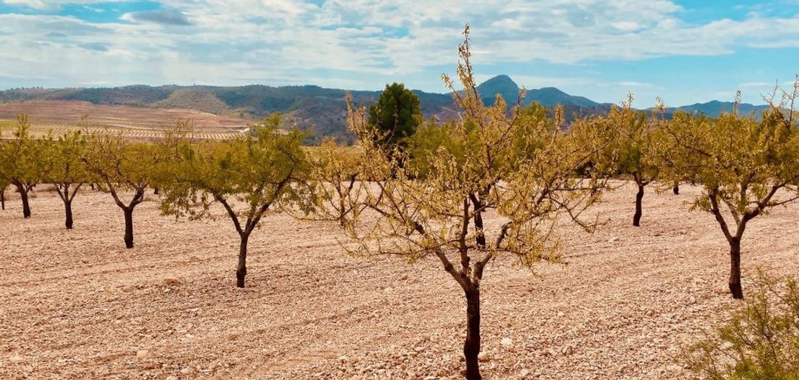 Revente - Parcelle - Macisvenda