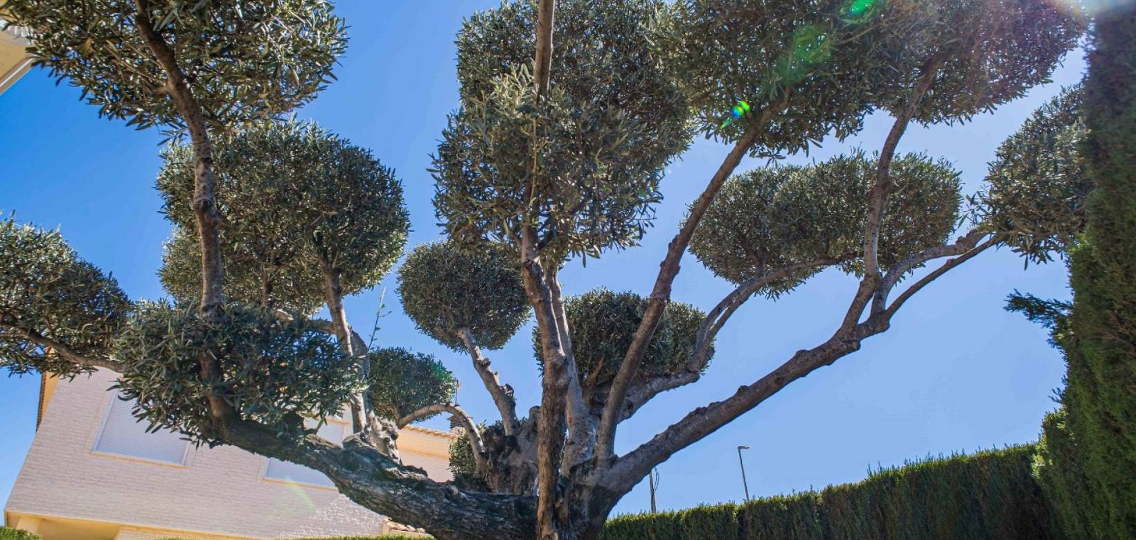 Revente - Villa - Elda