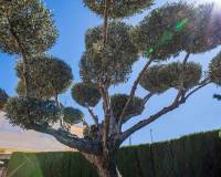 Revente - Villa - Elda