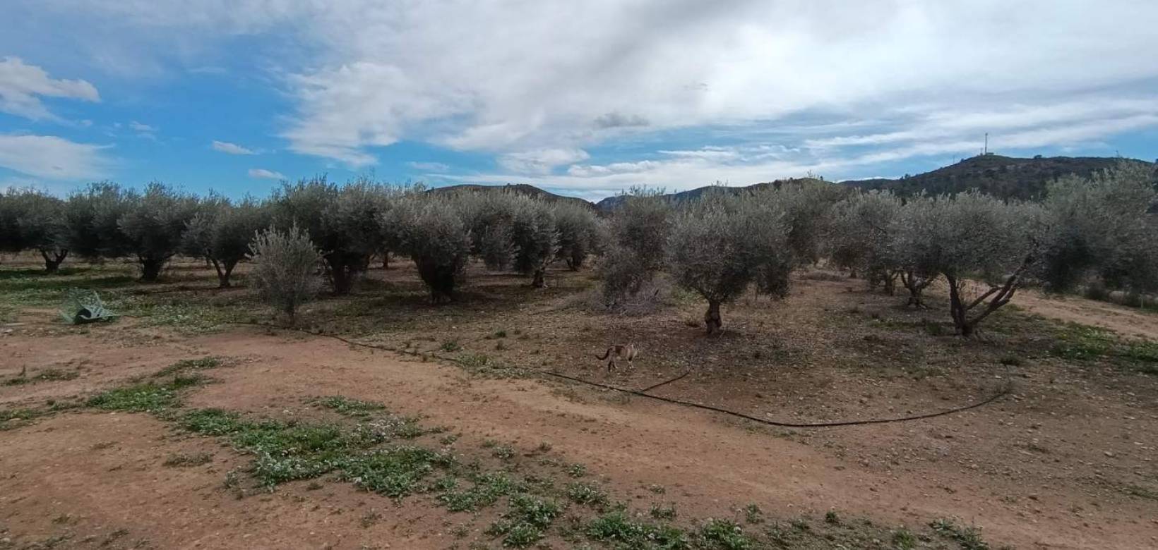 Revente - Villa - Hondón de las Nieves