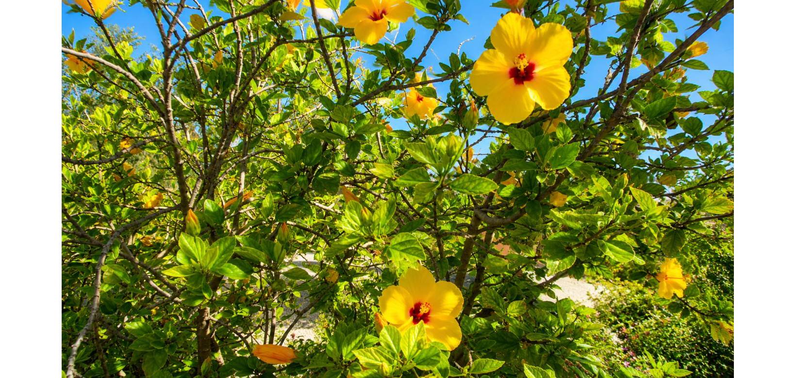 Revente - Villa - Macisvenda