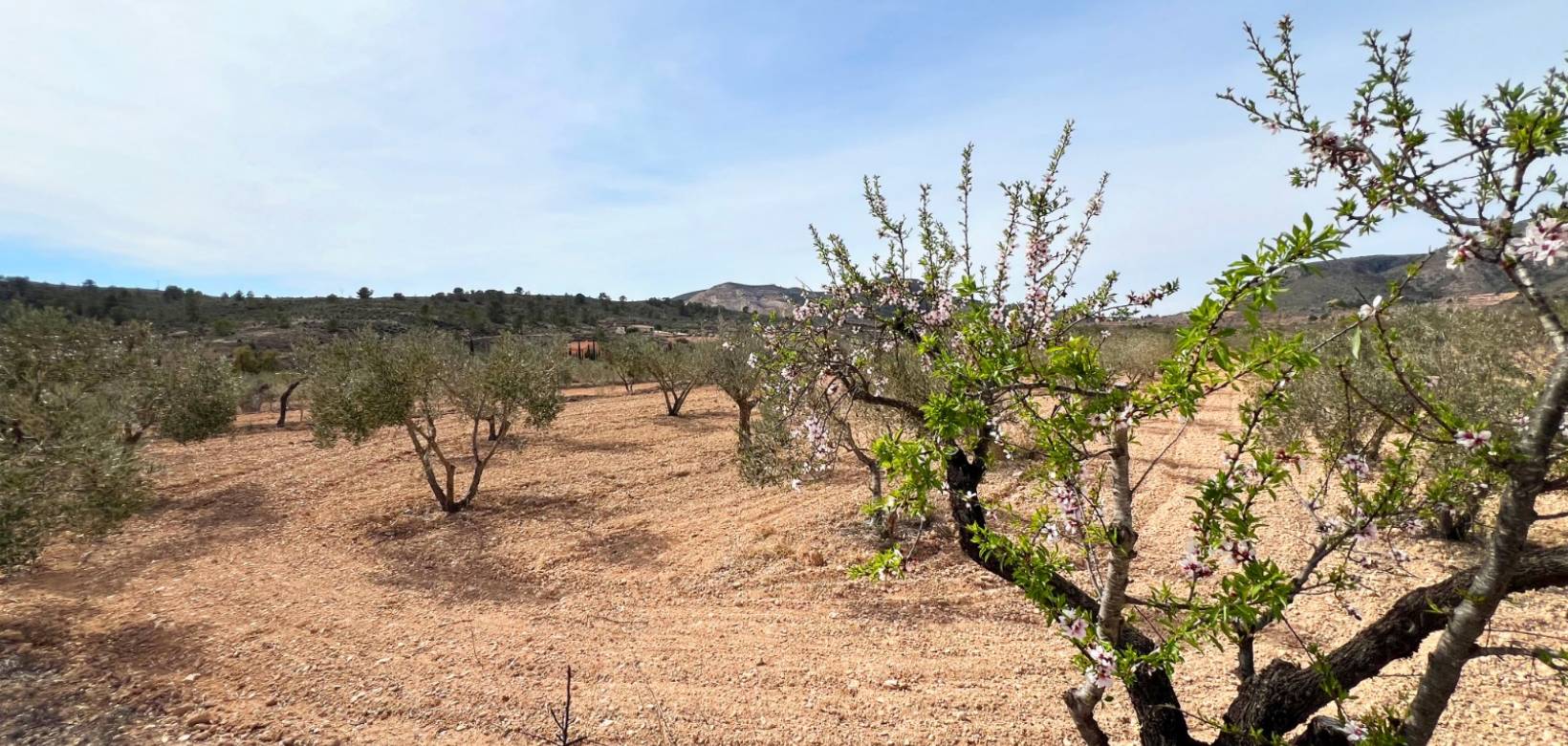 Venta - Casa cueva - La Canalosa