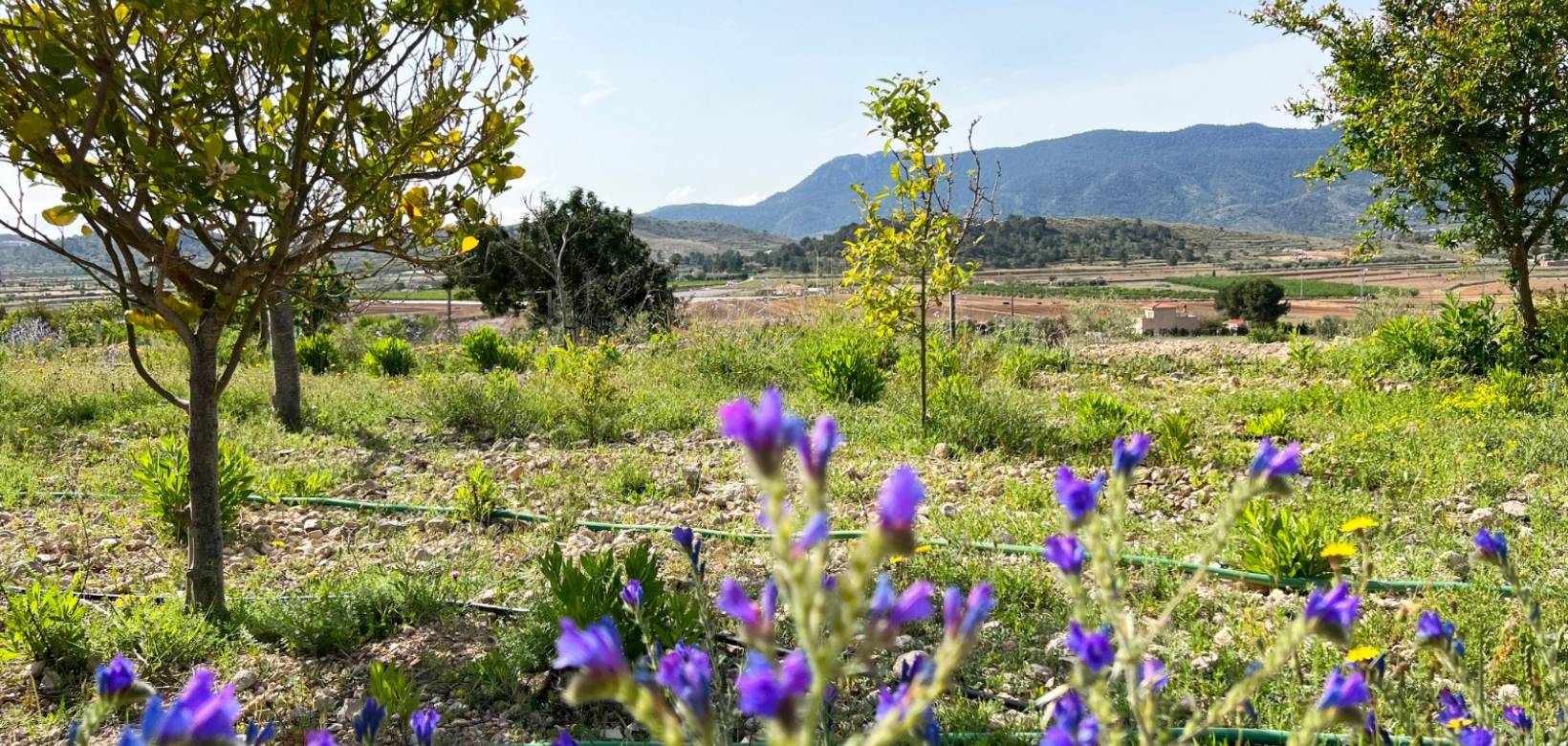 Venta - Casa de campo - Hondón de las Nieves
