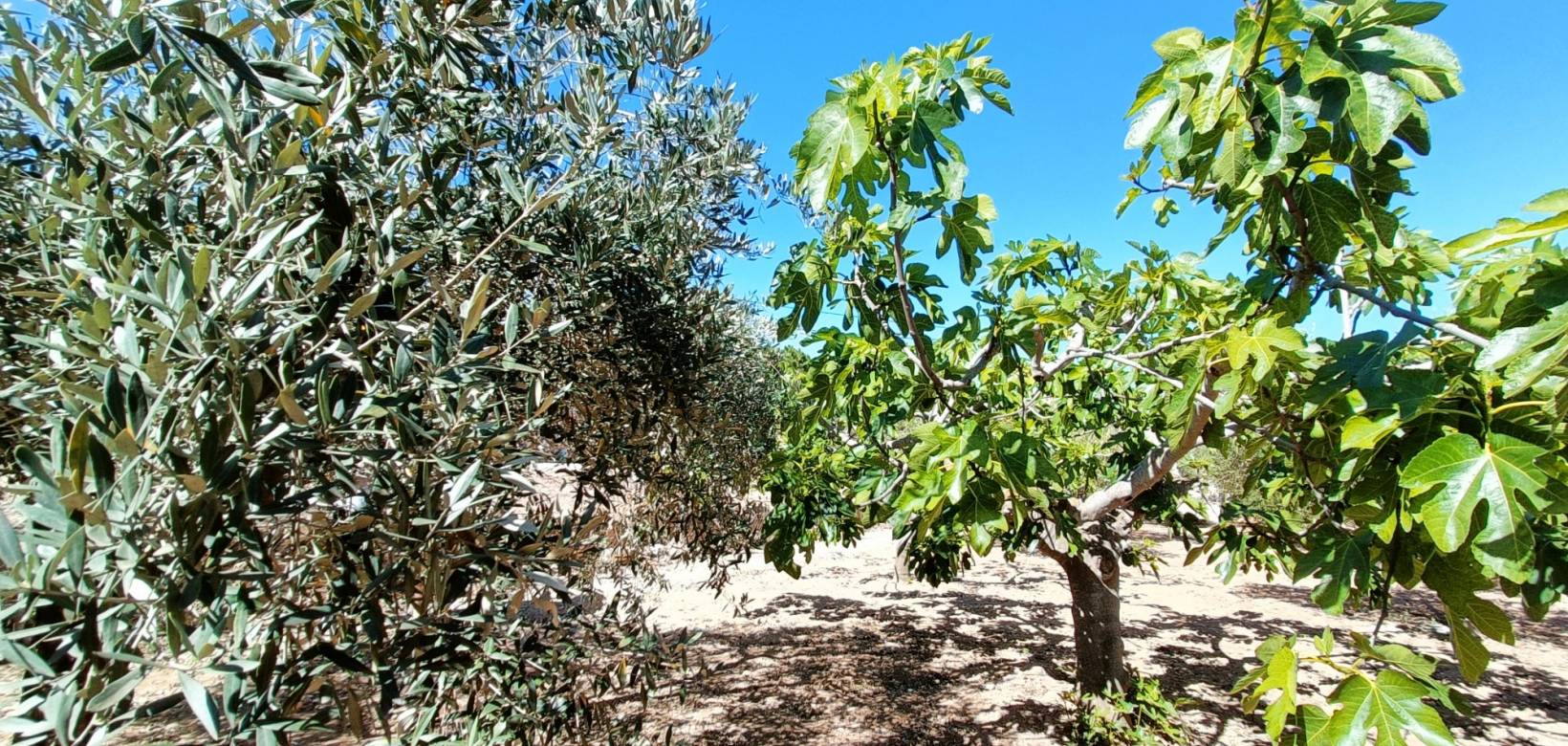 Venta - Casa de campo - Hondón de los Frailes