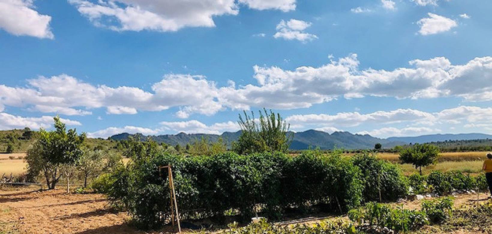 Venta - Casa de campo - Yecla