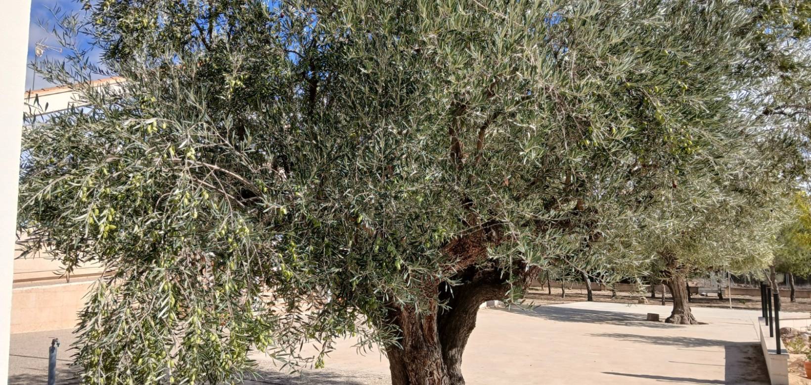 Venta - Chalet - Yecla