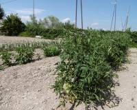 Venta - Detached villa - Yecla