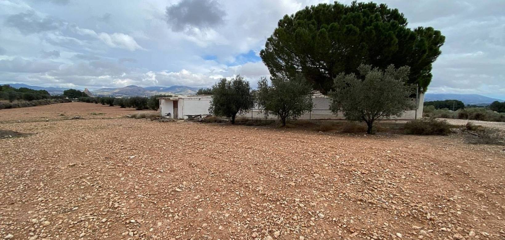 Venta - Finca - Sax
