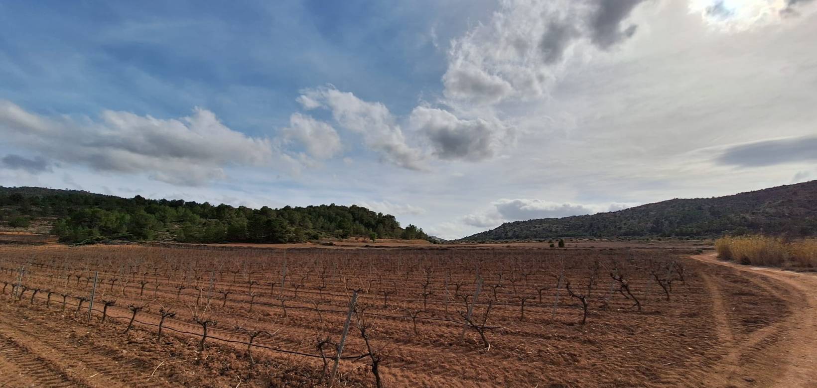 Venta - Grond - Pinoso