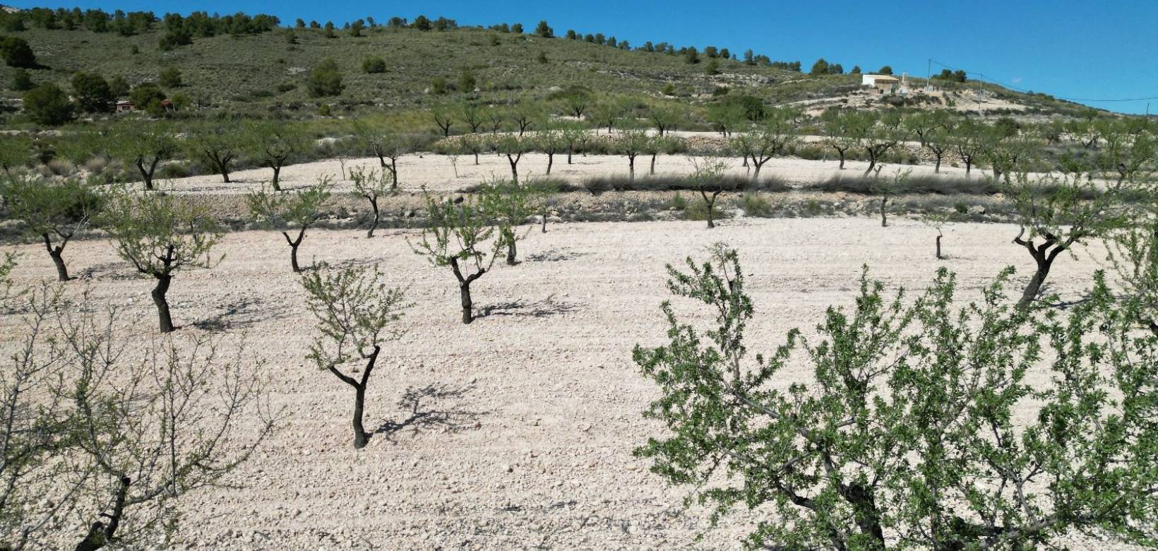 Venta - Grond - Pinoso