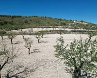 Venta - Grond - Pinoso