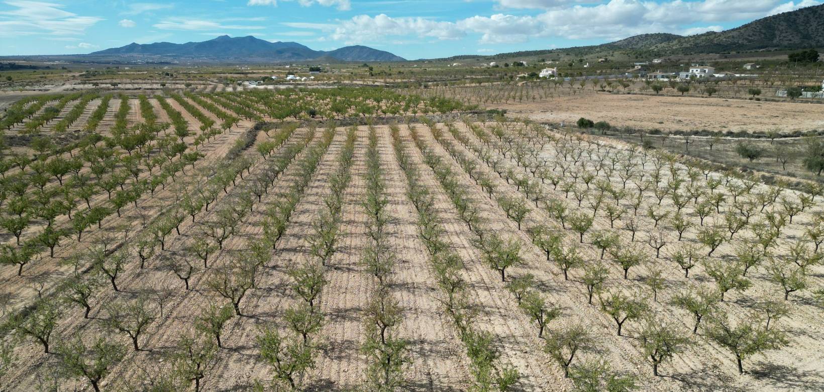 Venta - Grond - Pinoso