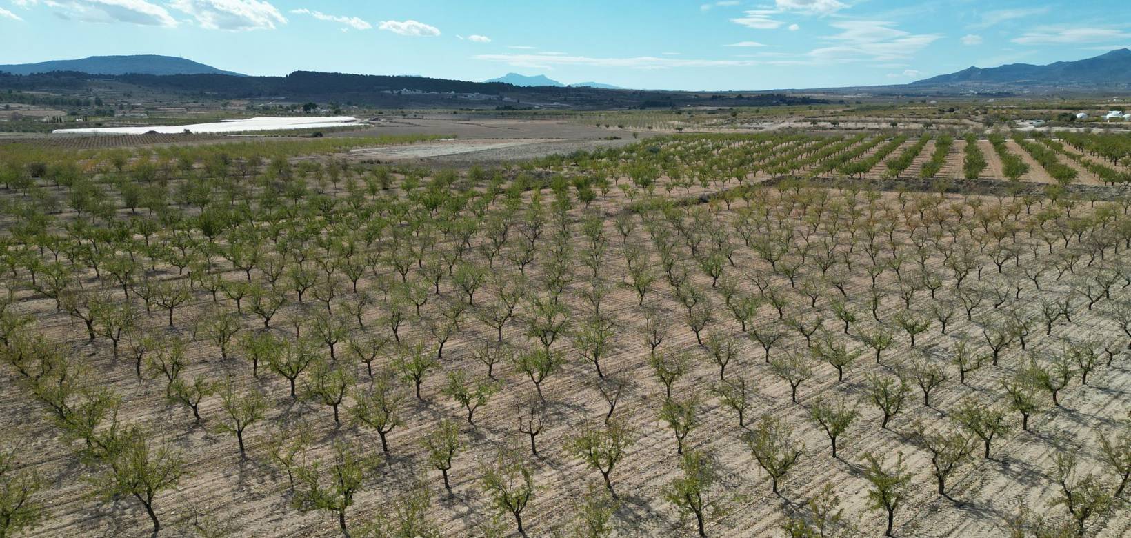Venta - Grond - Pinoso