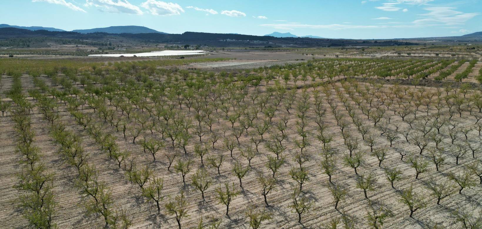 Venta - Grond - Pinoso