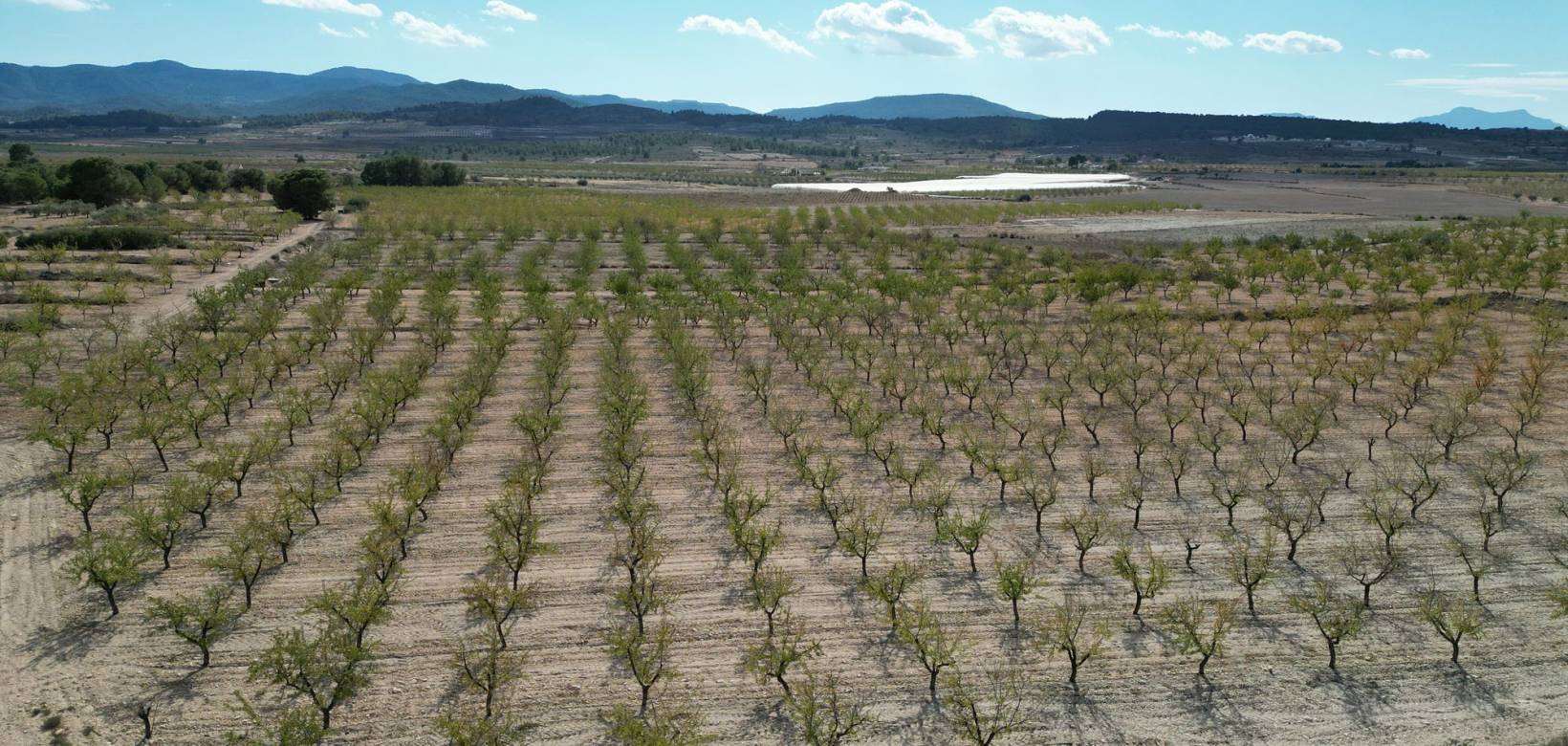 Venta - Grond - Pinoso