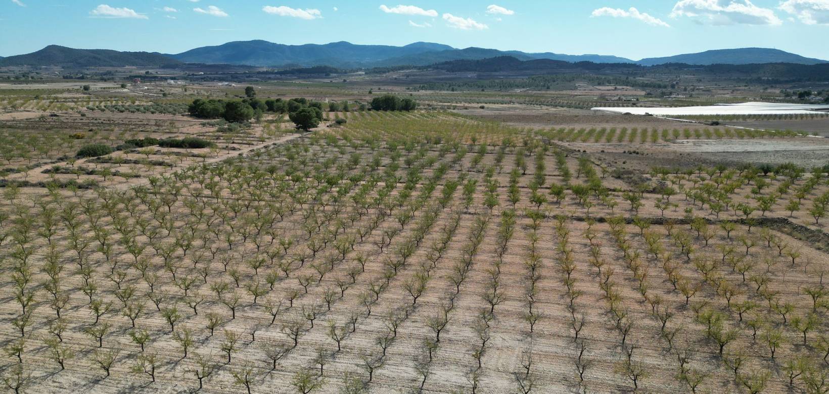 Venta - Grond - Pinoso