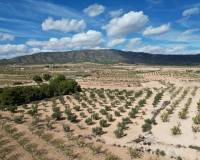 Venta - Grond - Pinoso