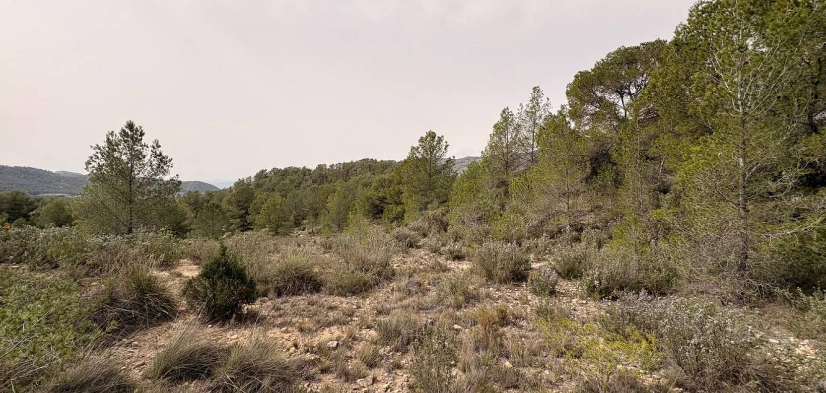 Venta - Land - Petrer