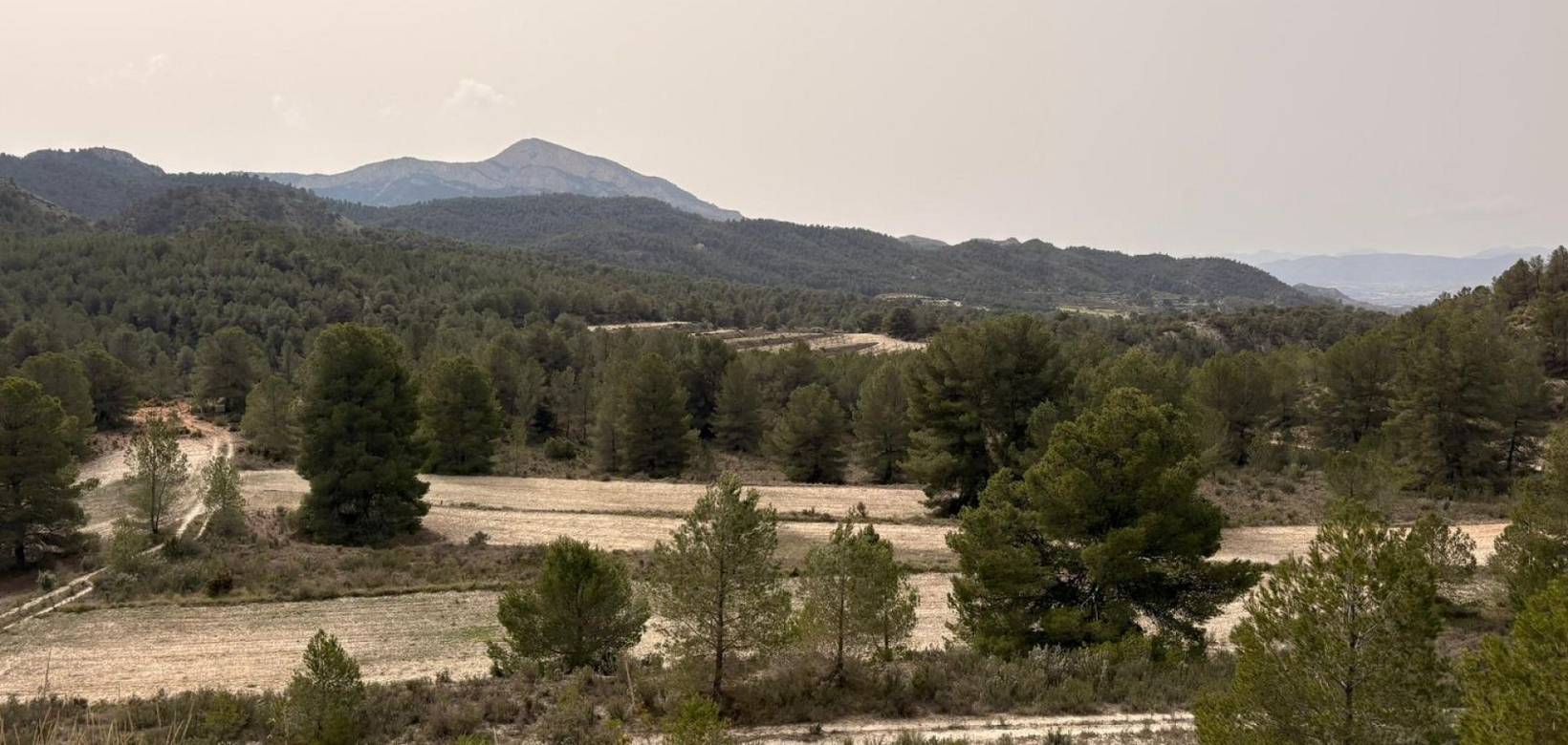 Venta - Land - Petrer