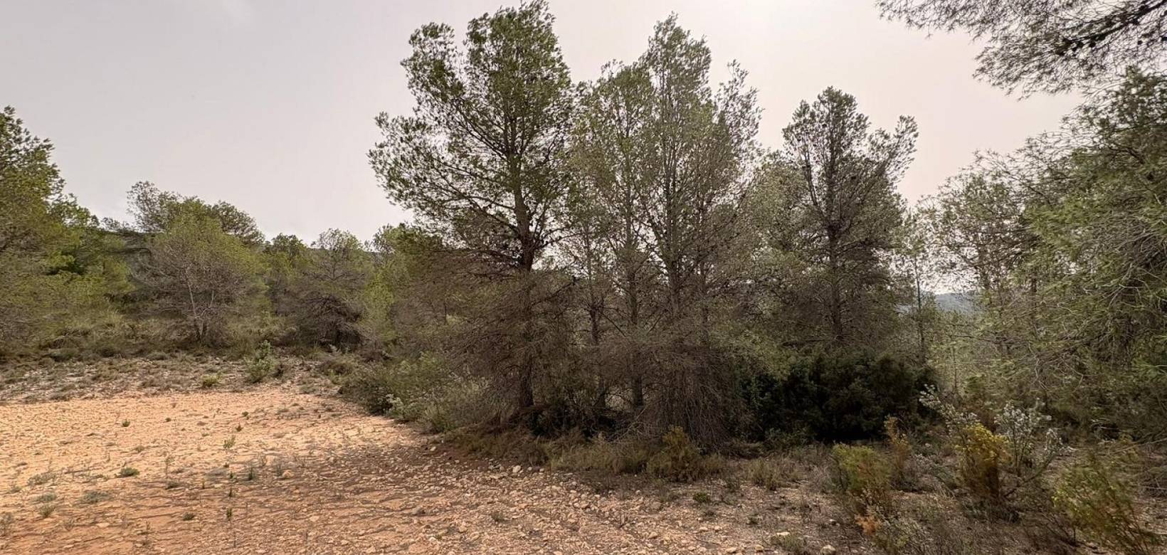 Venta - Land - Petrer